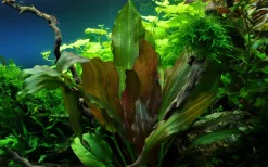 Tropica Akvarieplante i potte Echinodorus Reni