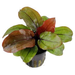 Tropica Akvarieplante i potte Echinodorus Reni