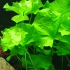 Tropica Akvarieplante i potte Nymphoides hydrophylla Taiwan
