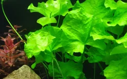 Tropica Akvarieplante i potte Nymphoides hydrophylla Taiwan