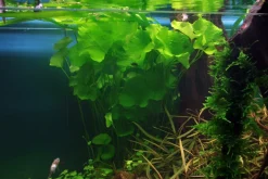 Tropica Akvarieplante i potte Nymphoides hydrophylla Taiwan