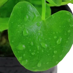 Tropica Akvarieplante i potte Nymphoides hydrophylla Taiwan
