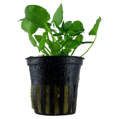 Tropica Akvarieplante i potte Nymphoides hydrophylla Taiwan