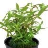 Tropica Akvarieplante i potte Limnophila hippuridoides