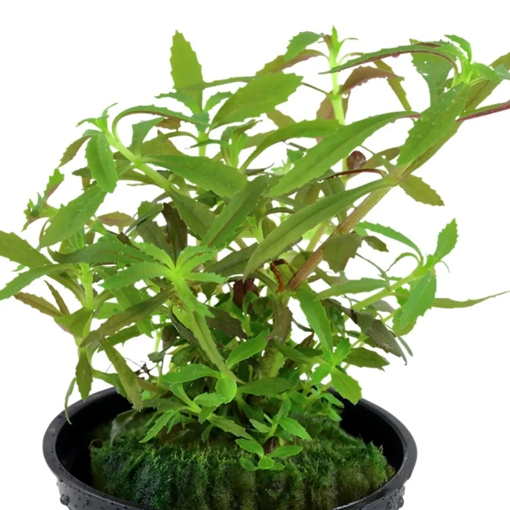 Tropica Akvarieplante i potte Limnophila hippuridoides