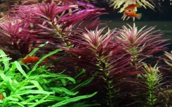 Tropica Akvarieplante i potte Limnophila hippuridoides