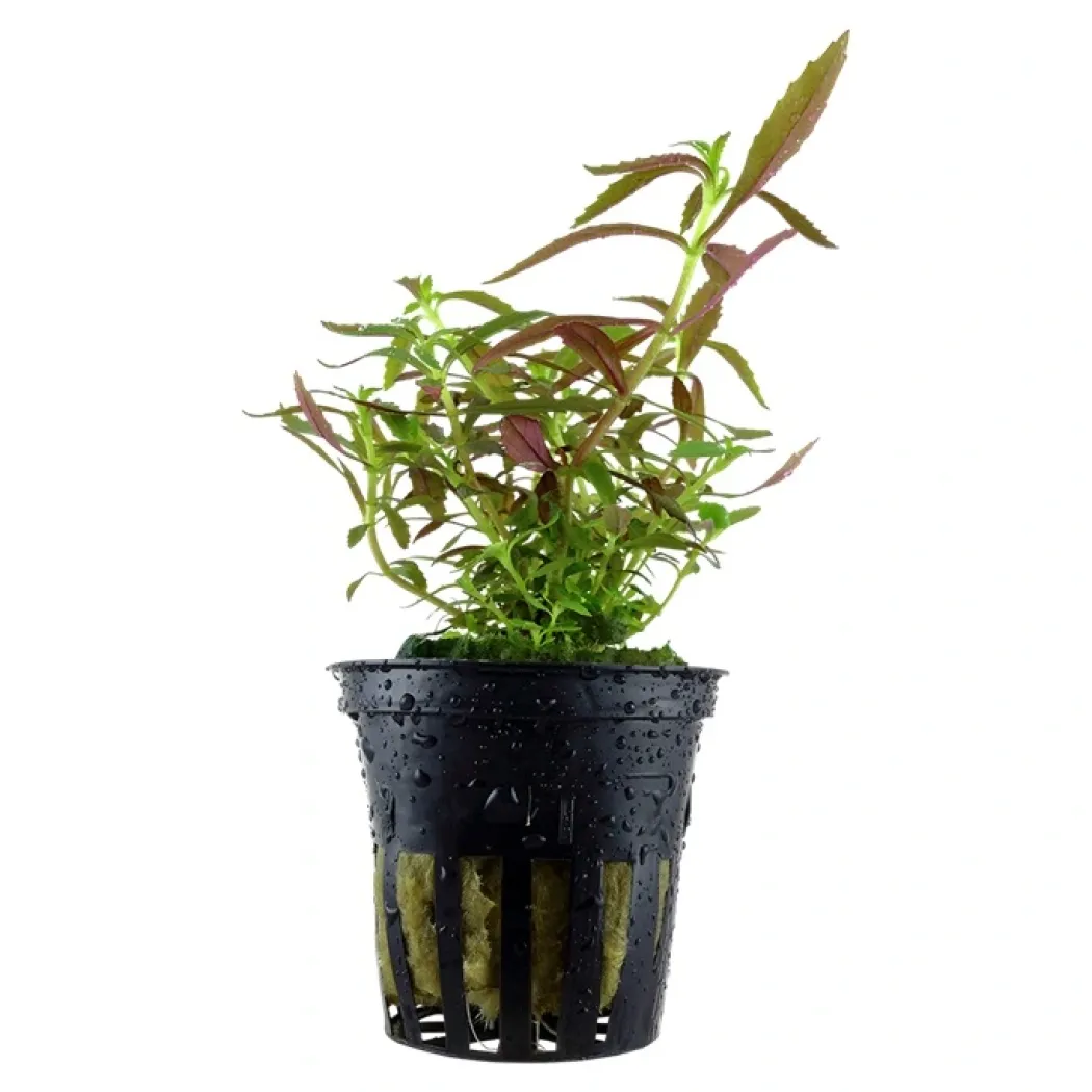 Tropica Akvarieplante i potte Limnophila hippuridoides