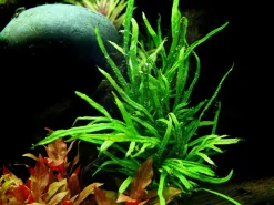 Tropica Akvarieplante i potte Microsorum pteropus Trident
