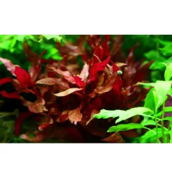 Tropica Akvarieplante i potte Alternanthera reineckii Rosanervig