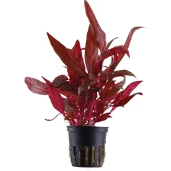 Tropica Akvarieplante i potte Alternanthera reineckii Rosanervig