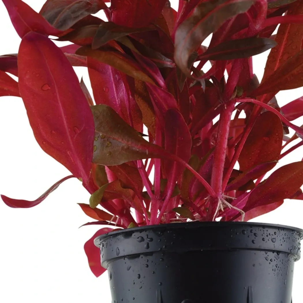 Tropica Akvarieplante i potte Alternanthera reineckii Rosanervig