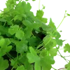 Tropica Akvarieplante i potte Hydrocotyle tripartita