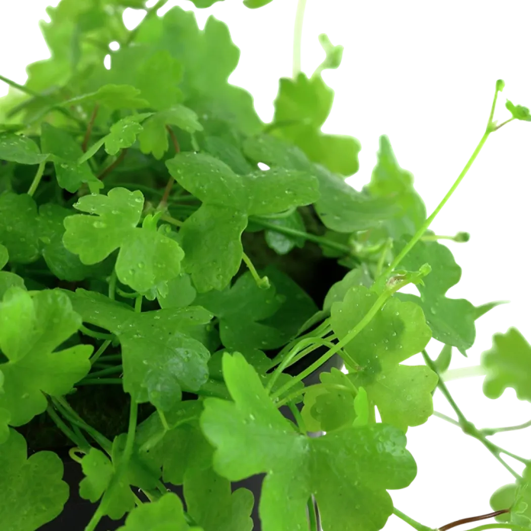 Tropica Akvarieplante i potte Hydrocotyle tripartita