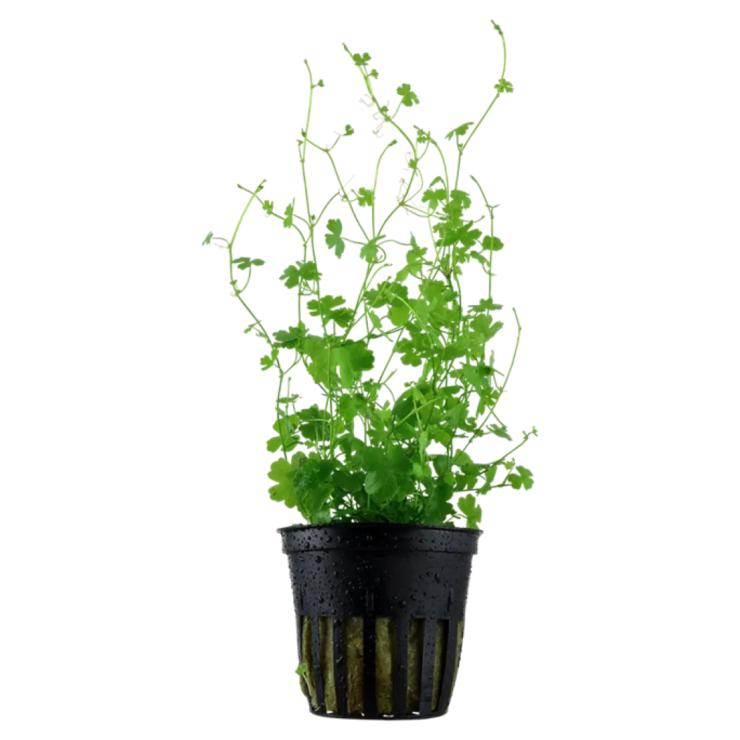 Tropica Akvarieplante i potte Hydrocotyle tripartita