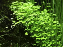 Tropica Akvarieplante i potte Hydrocotyle tripartita