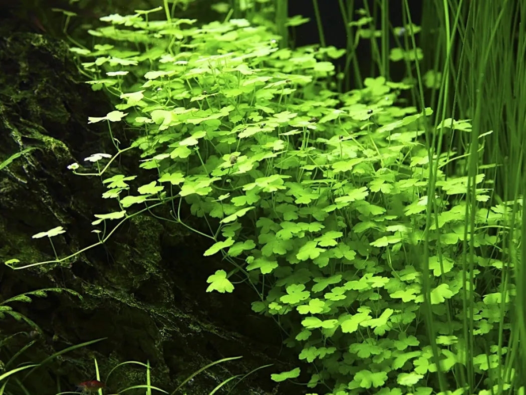 Tropica Akvarieplante i potte Hydrocotyle tripartita