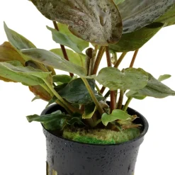 Tropica Akvarieplante i potte Lagenandra meeboldii Red