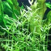 Tropica Akvarieplante i potte Murdannia keisak