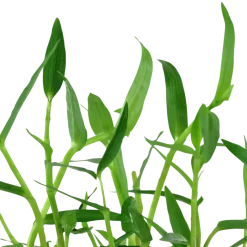 Tropica Akvarieplante i potte Murdannia keisak