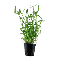 Tropica Akvarieplante i potte Murdannia keisak