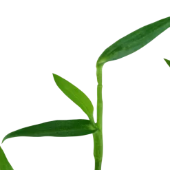 Tropica Akvarieplante i potte Murdannia keisak