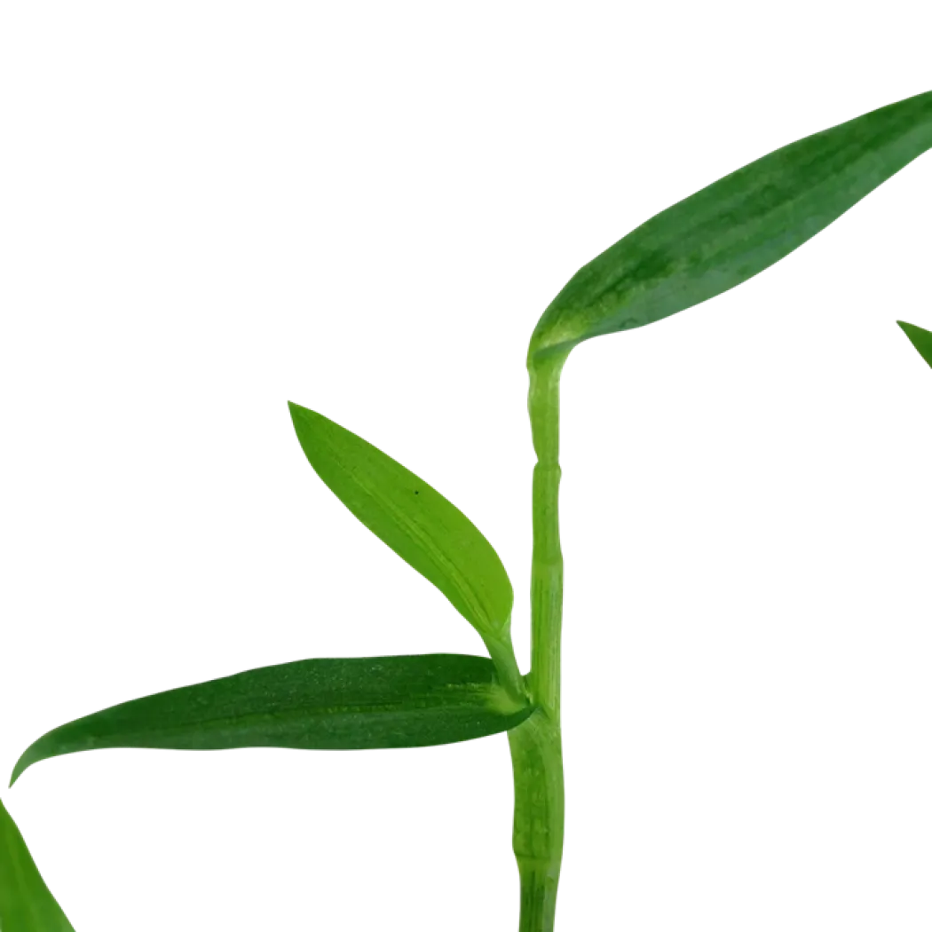 Tropica Akvarieplante i potte Murdannia keisak