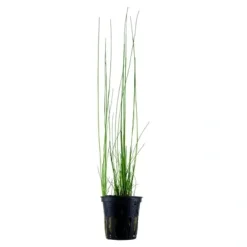 Tropica Akvarieplante i potte Eleocharis montevidensis