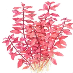 Tropica Akvarieplante i potte Ludwigia palustris Super Red