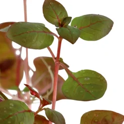 Tropica Akvarieplante i potte Ludwigia palustris Super Red