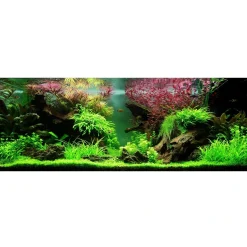 Tropica Akvarieplante i potte Ludwigia palustris Super Red