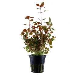 Tropica Akvarieplante i potte Ludwigia palustris Super Red