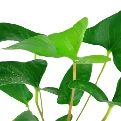 Tropica Akvarieplante i potte Anubias Gracilis