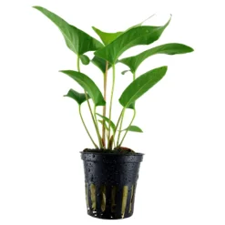 Tropica Akvarieplante i potte Anubias Gracilis