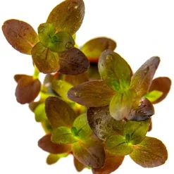 Tropica Akvarieplante i potte Bacopa salzmanni Purple