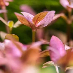 Tropica Akvarieplante i potte Bacopa salzmanni Purple
