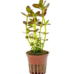 Tropica Akvarieplante i potte Bacopa salzmanni Purple