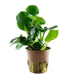 Tropica Akvarieplante i potte Anubias barteri Coin Leaf