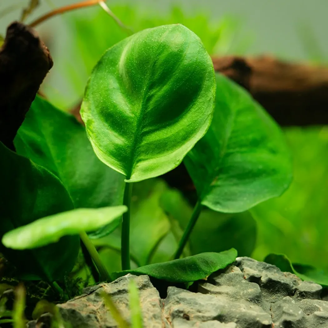 Tropica Akvarieplante i potte Anubias barteri Coin Leaf