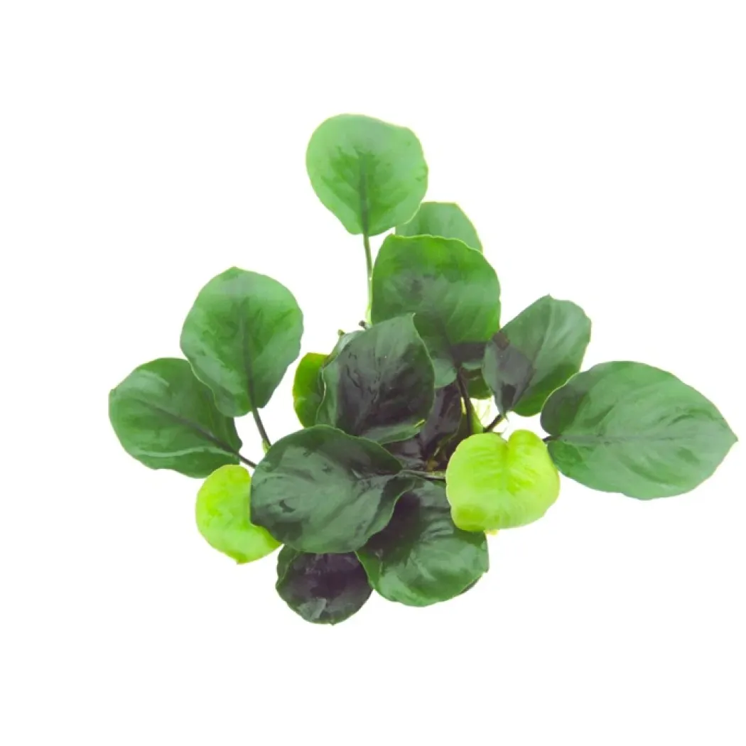 Tropica Akvarieplante i potte Anubias barteri Coin Leaf