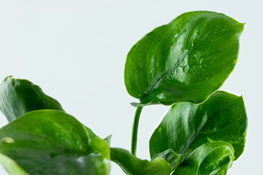 Tropica Akvarieplante i potte Anubias barteri Coin Leaf