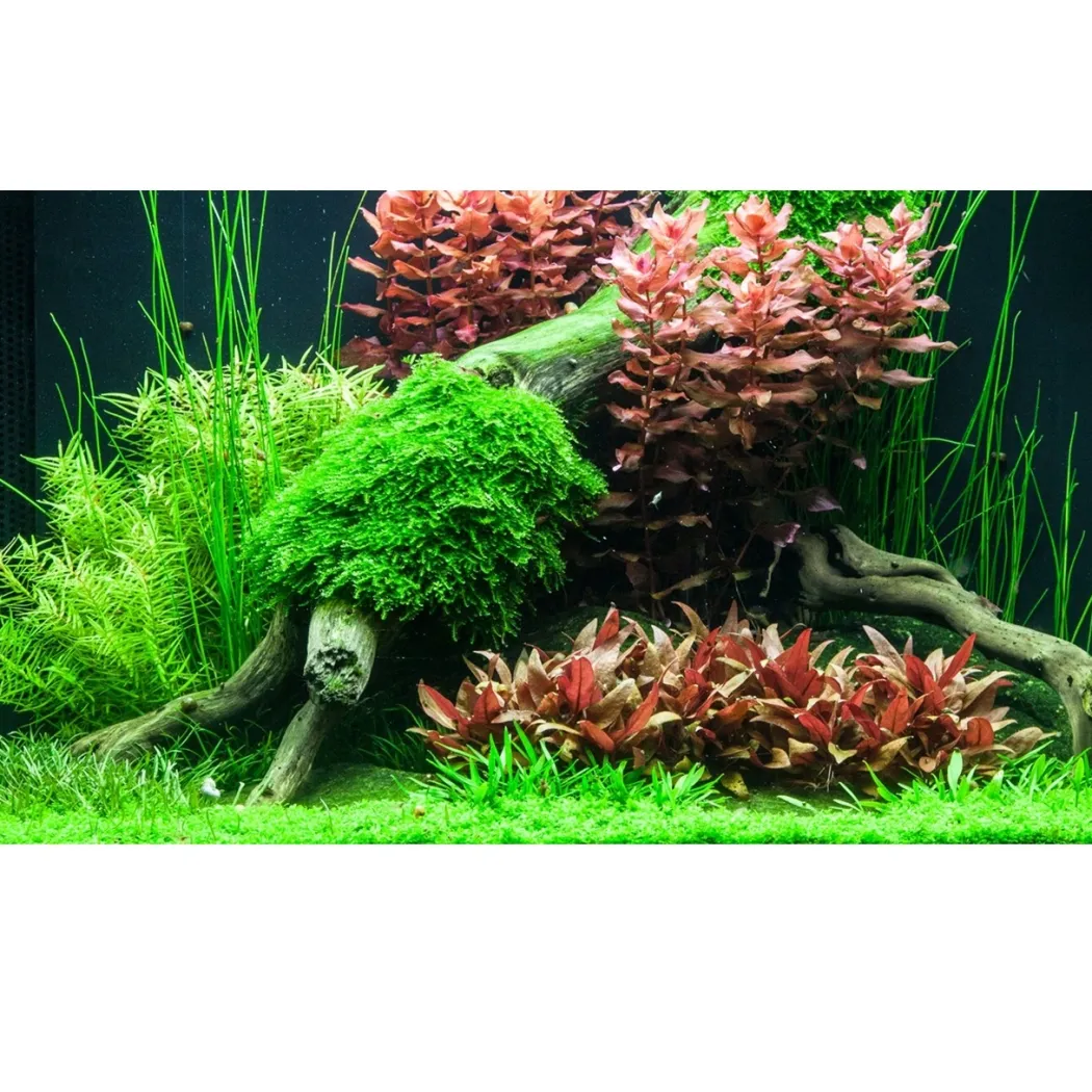 Tropica Alternanthera reineckii sp. Mini 1-2-GROW x 3