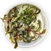 Tropica Bucephalandra Kedagang 1-2-Grow