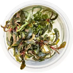 Tropica Bucephalandra Kedagang 1-2-Grow