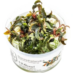 Tropica Bucephalandra Kedagang 1-2-Grow