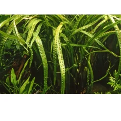 Tropica Cryptocoryne Crispatula 1-2-GROW