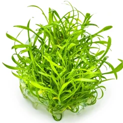 Tropica Cryptocoryne parva 1-2-GROW