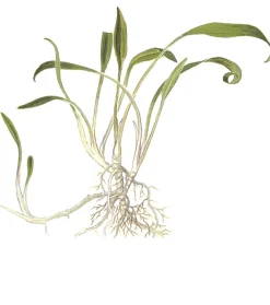 Tropica Cryptocoryne parva 1-2-GROW