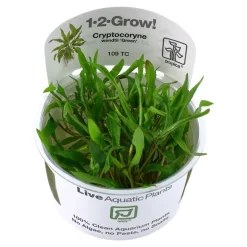 Tropica Cryptocoryne Wendtii Green 1-2-GROW