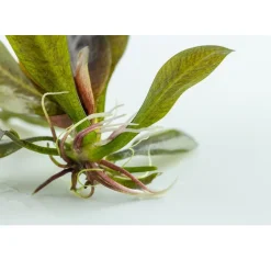 Tropica Echinodorus Reni 1-2-GROW x 3