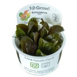 Tropica Echinodorus Reni 1-2-GROW x 3